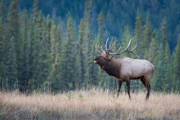 Bull elk in the wild