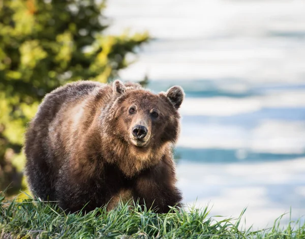 Medvěd Grizzly Divočině — Stock fotografie