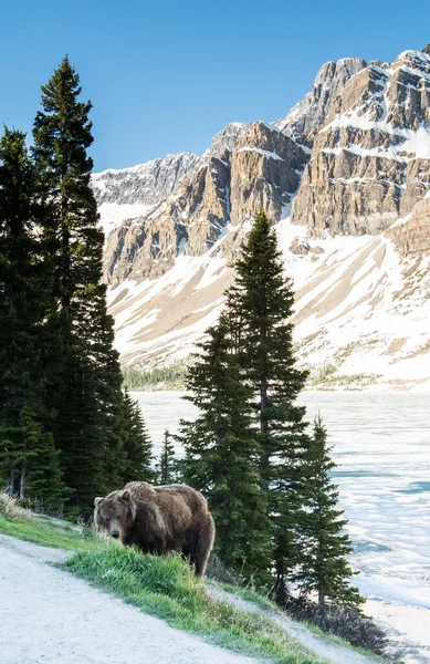 Grizzlybjørn Naturen – stockfoto