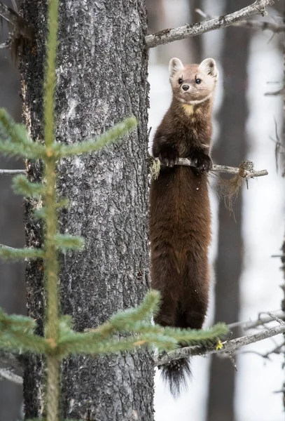 Martora Pino Seduta Sull Albero Nel Banff National Park Alberta — Foto Stock