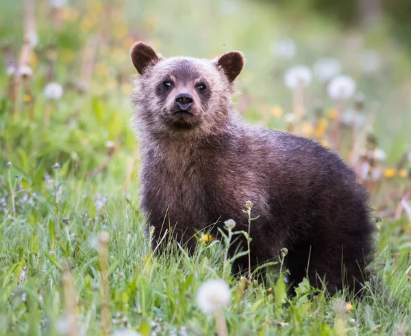 Niedźwiedź Grizzly Dziczy — Zdjęcie stockowe