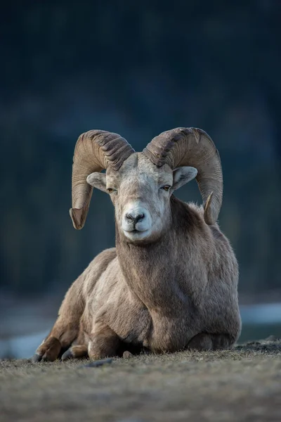 Dickhornschafe Freier Wildbahn — Stockfoto