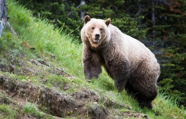 Urso Pardo Natureza — Fotografia de Stock