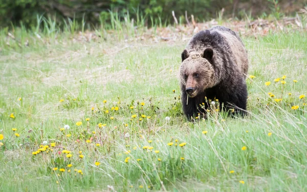 Orso Grizzly Natura — Foto Stock