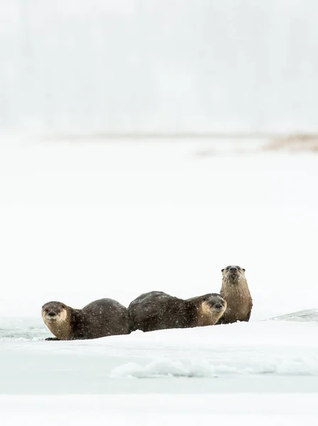 Lontras Rio Inverno — Fotografia de Stock