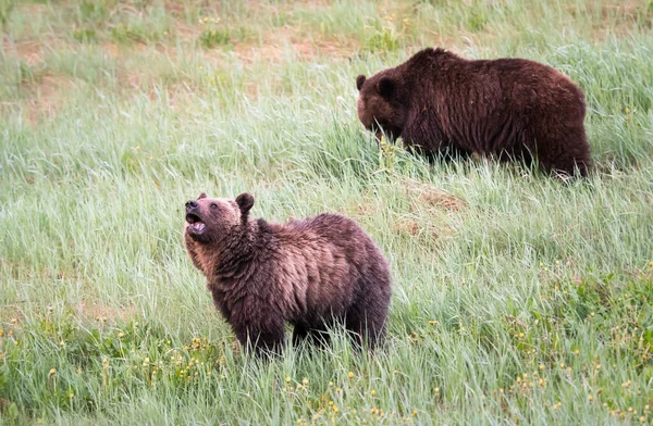 Grizzli Dans Nature — Photo