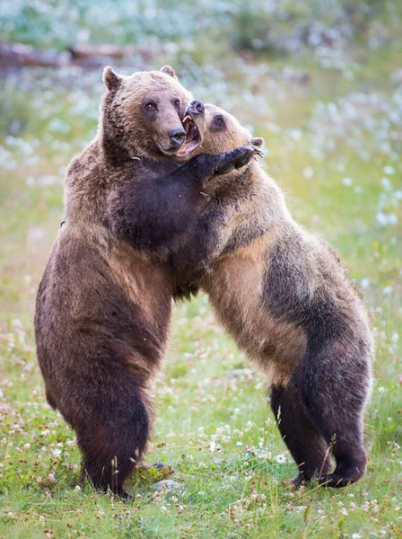 Grizzlis Dans Nature — Photo