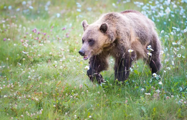 Urso Pardo Natureza — Fotografia de Stock