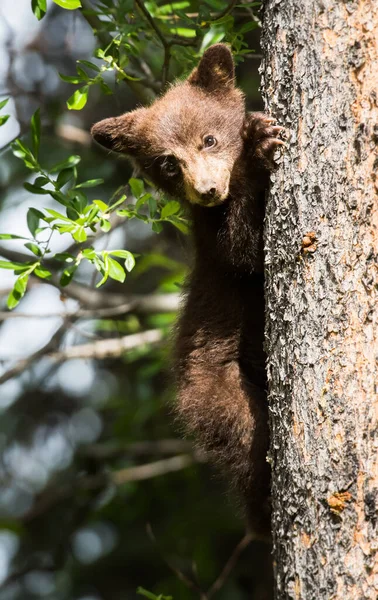 Urso Negro Natureza — Fotografia de Stock