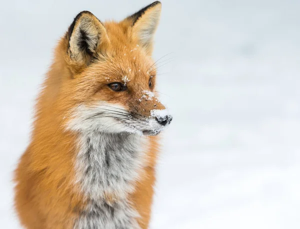 Rotfuchs Freier Wildbahn — Stockfoto