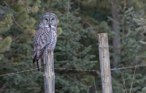 Grand Hibou Gris Dans Nature Sauvage Alberta Canada — Photo