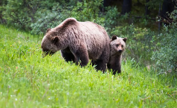 Grizzly Beer Het Wild — Stockfoto