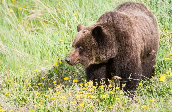 Niedźwiedź Grizzly Dziczy — Zdjęcie stockowe