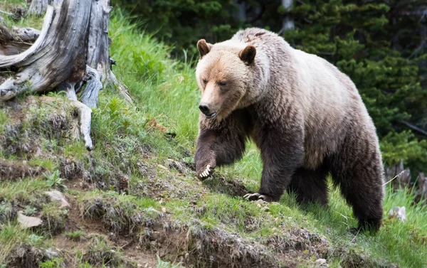 Brown grizzly bear in wild nature