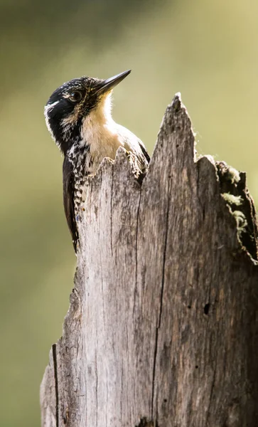 Pájaro Carpintero Tres Dedos Naturaleza — Foto de Stock