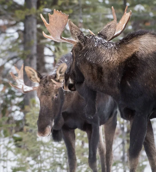 Alce Toro Parque Nacional Jaspe Canada — Foto de Stock