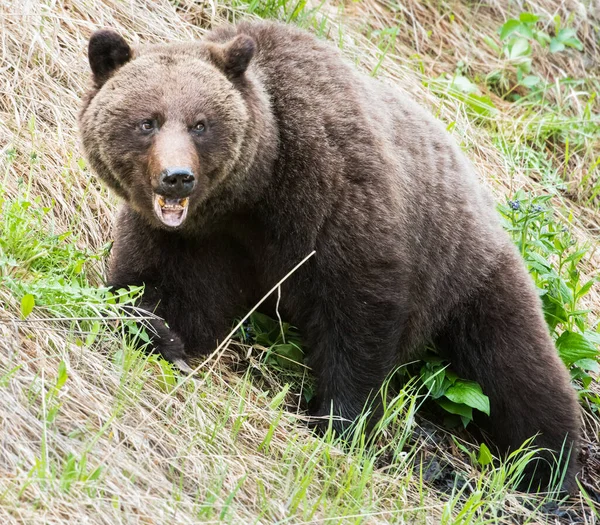 Niedźwiedź Grizzly Dziczy — Zdjęcie stockowe