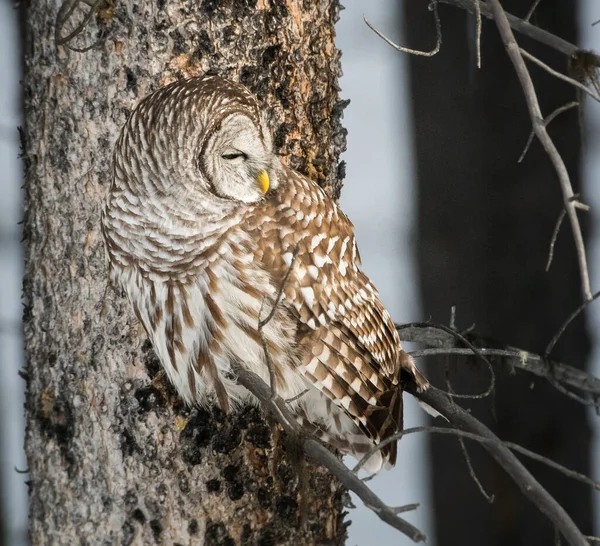 Barred Owl Nella Natura Selvaggia — Foto Stock