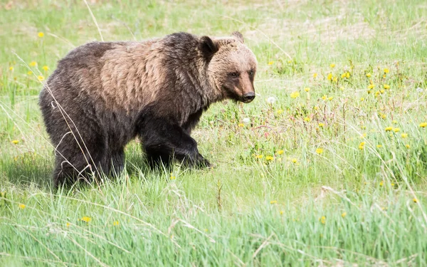 Urso Pardo Natureza — Fotografia de Stock