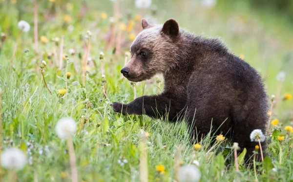 Niedźwiedź Grizzly Dziczy — Zdjęcie stockowe