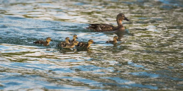 Mallard Duikt Het Wild — Stockfoto