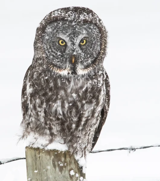 Grand Hibou Gris Dans Nature Sauvage Alberta Canada — Photo