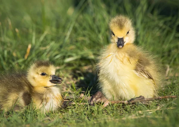 Gosling Στην Άγρια Φύση — Φωτογραφία Αρχείου