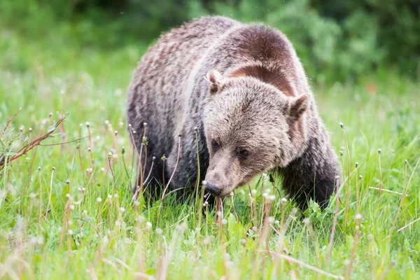 Grizzly Medve Vadonban — Stock Fotó