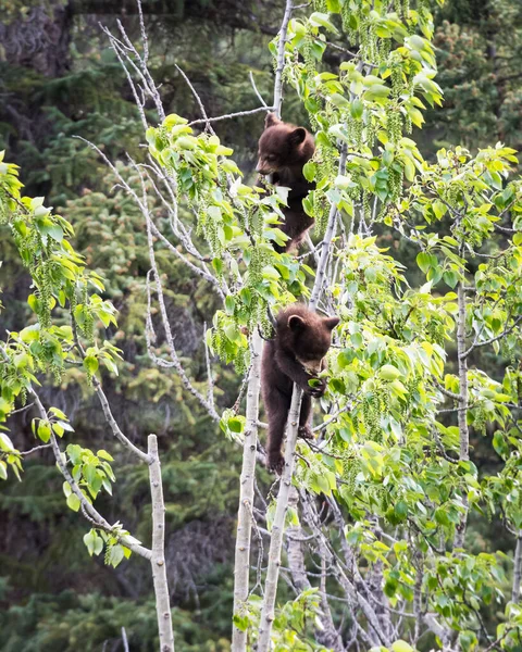 Schwarzbär Freier Wildbahn — Stockfoto