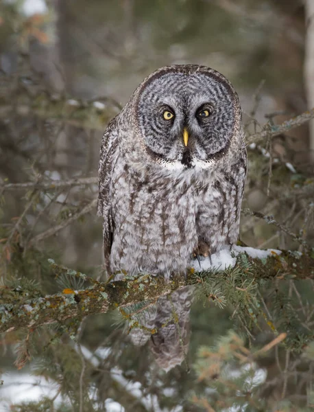 Great Grey Owl Wild Nature Alberta Canada — Stock Photo, Image