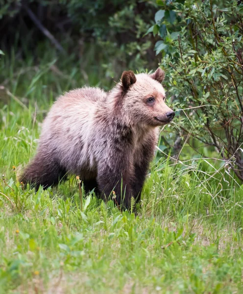 Orso Bruno Grizzly Nella Natura Selvaggia — Foto Stock