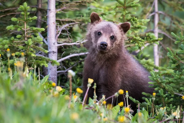 Urso Pardo Natureza — Fotografia de Stock