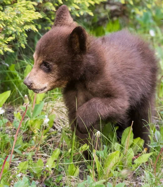 Ours Noirs Dans Nature — Photo