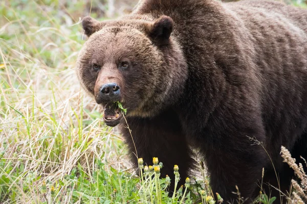 Oso Pardo Naturaleza — Foto de Stock