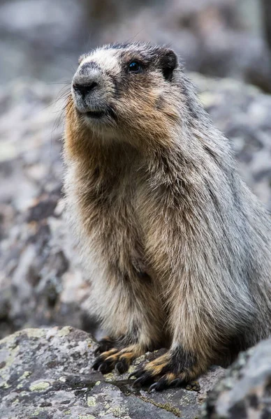 Primer Plano Marmota Naturaleza Salvaje — Foto de Stock