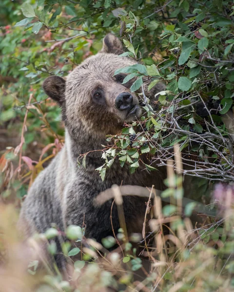 Urso Pardo Natureza — Fotografia de Stock