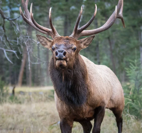 Elk Rut — Stock Photo, Image