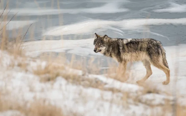 Loup Gris Dans Nature Sauvage — Photo