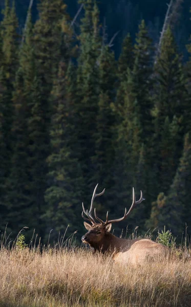 Bull Elk Wild — Stock Photo, Image