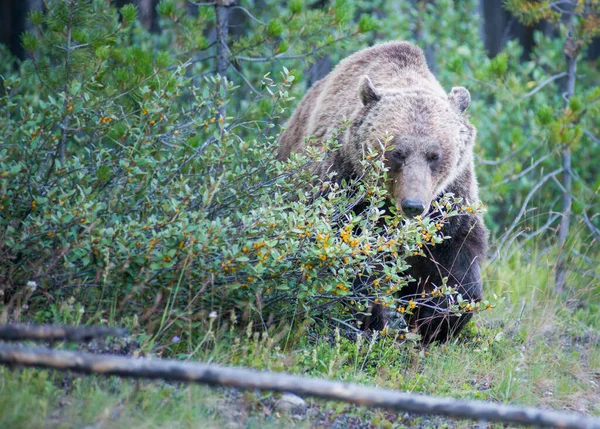 Urso Grizzly Canadense Selvagem — Fotografia de Stock