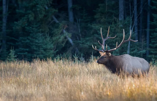 Wapiti État Sauvage — Photo