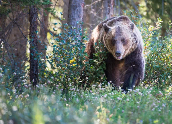 Kanadský Medvěd Grizzly Divočině — Stock fotografie