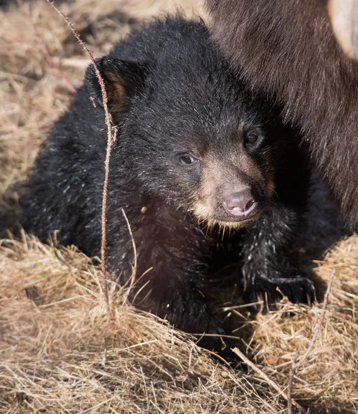 Zwarte Beer Het Wild — Stockfoto