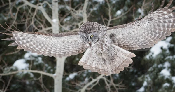 Grand Hibou Gris Dans Nature Sauvage Alberta Canada — Photo