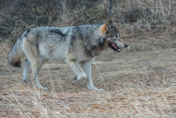 Grijze Wolf Wilde Natuur — Stockfoto