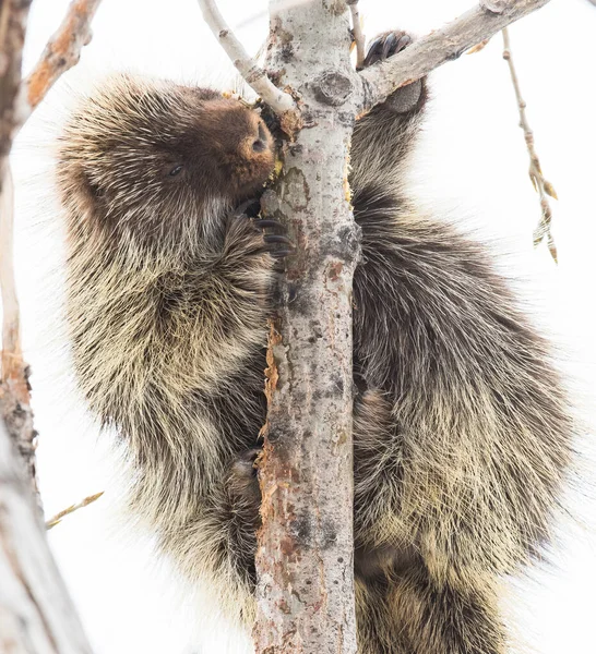 Porcs Épics Dans Nature — Photo