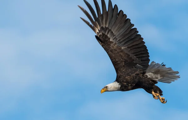 Bald Eagle Wild — Stock Photo, Image