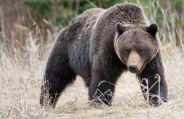 Urso Grizzly Canadense Selvagem — Fotografia de Stock