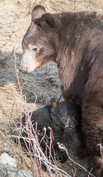 Oso Negro Naturaleza — Foto de Stock