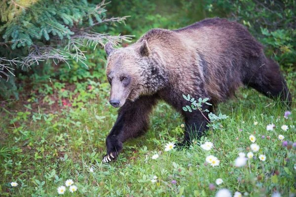 Medvěd Grizzly Divočině — Stock fotografie